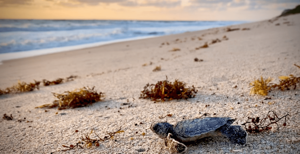 Tour de tortugas