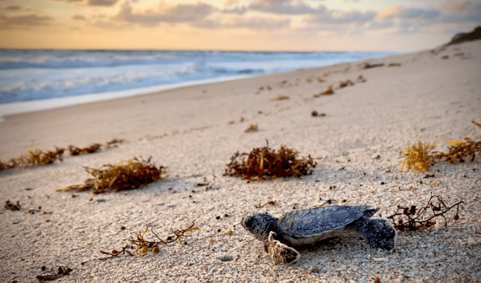 Tour de tortugas