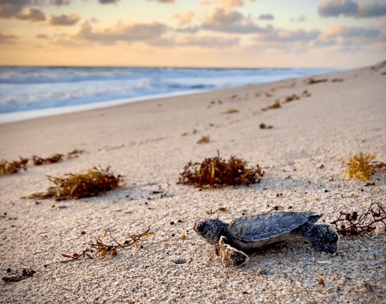 Tour de tortugas