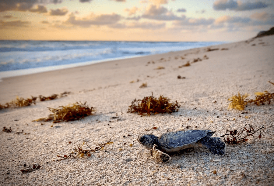 Tour de tortugas