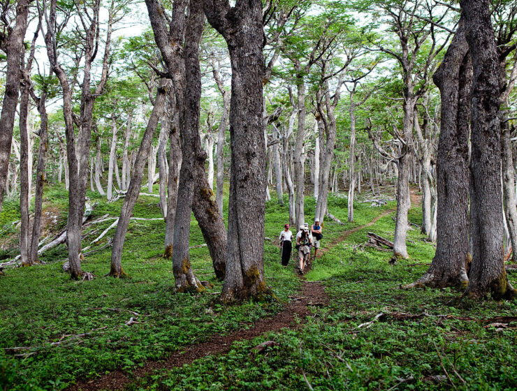 Epson Reforestemos