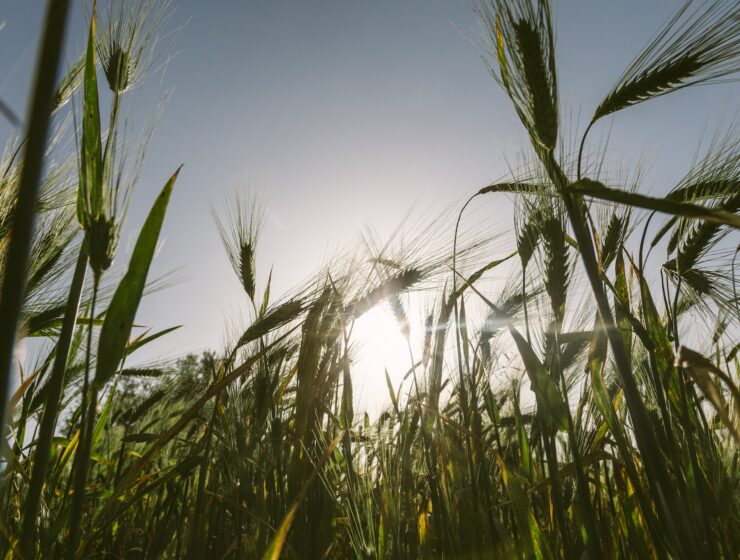 biodiesel