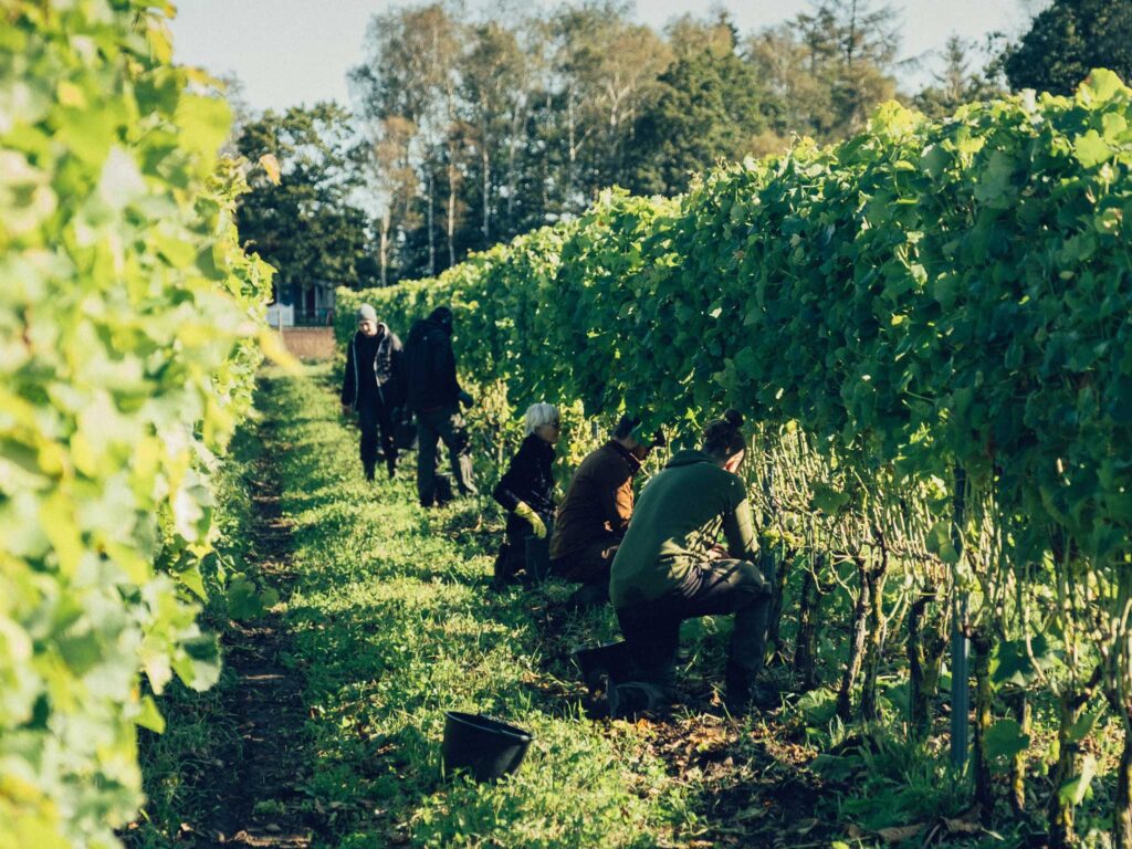 vinos suecos vinos suecos