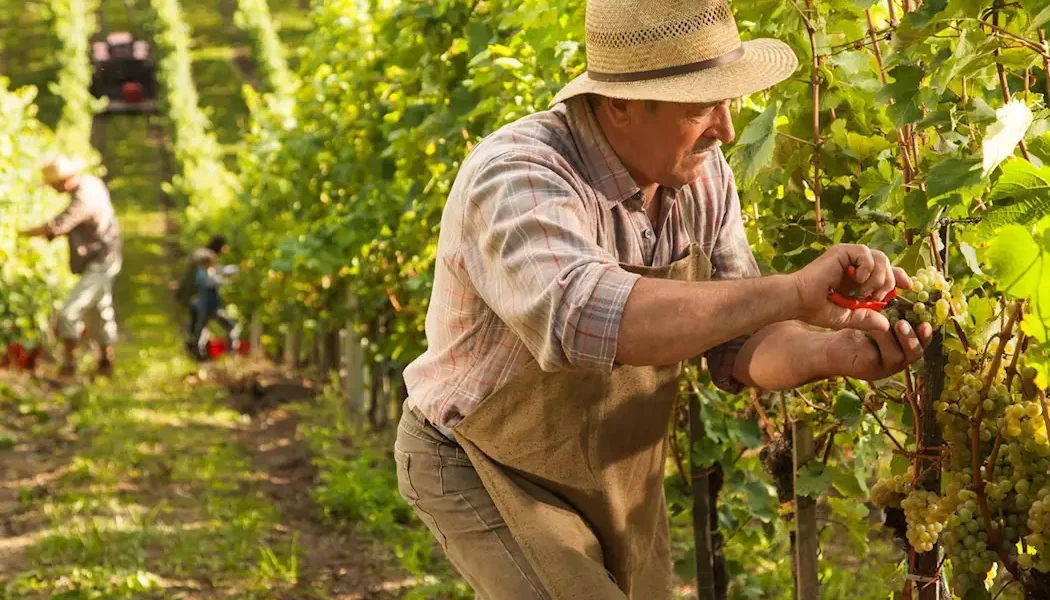 países vinicultores