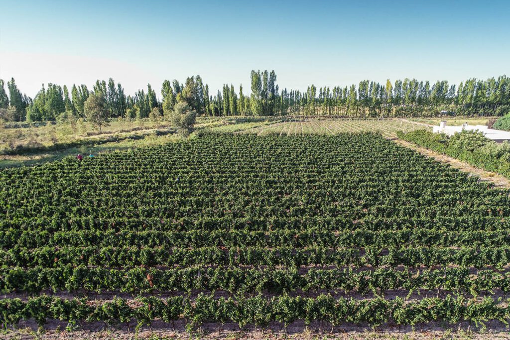 Vendimia 2025 Vendimia 2025