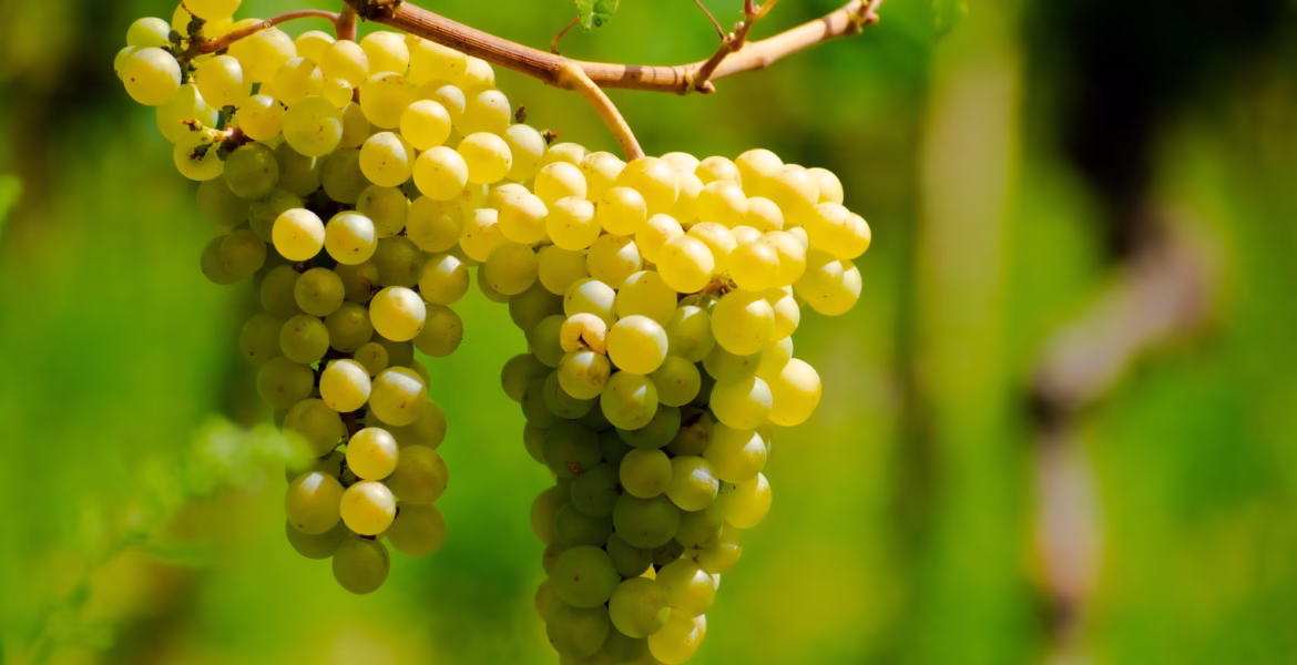 Chardonnay