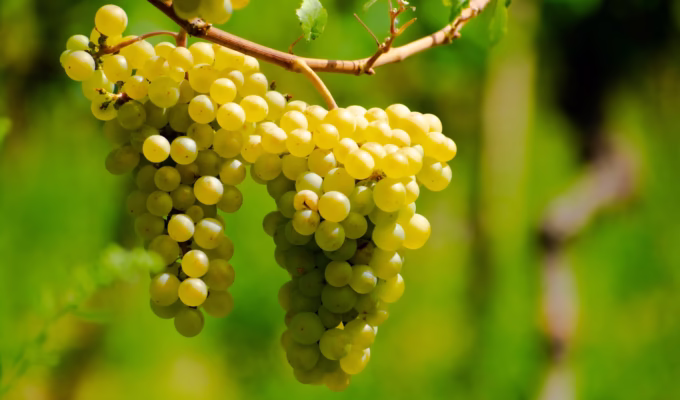 Chardonnay