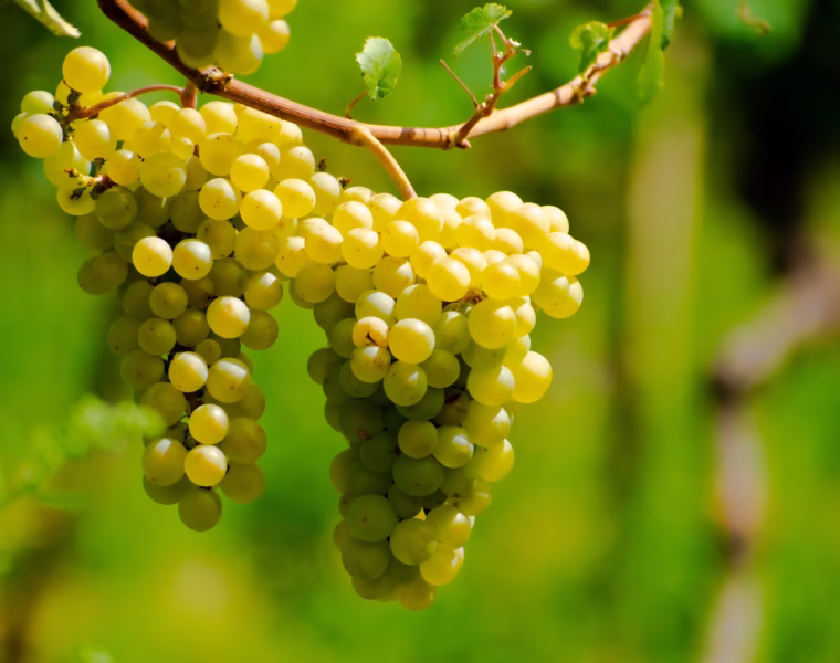 Chardonnay