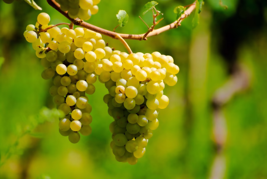 Chardonnay