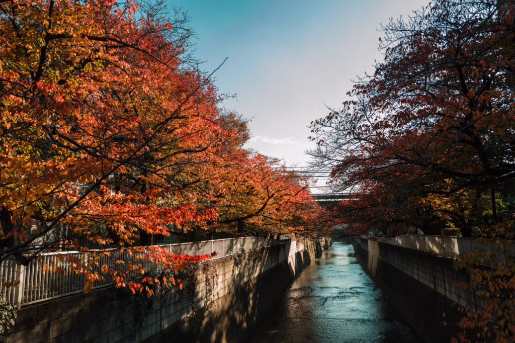Otoño en Asia 